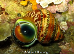 during night dive. by Vincent Guenoden 
